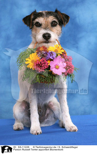 Parson Russell Terrier apportiert Blumenkorb / SS-11226