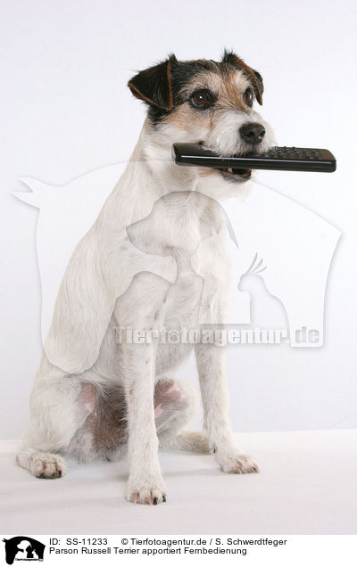 Parson Russell Terrier apportiert Fernbedienung / SS-11233