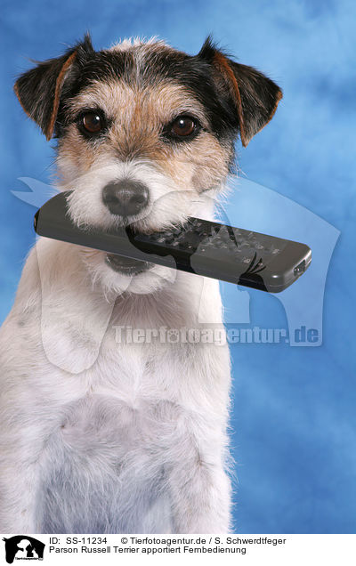 Parson Russell Terrier apportiert Fernbedienung / SS-11234