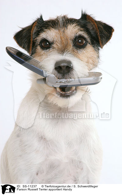 Parson Russell Terrier apportiert Handy / SS-11237