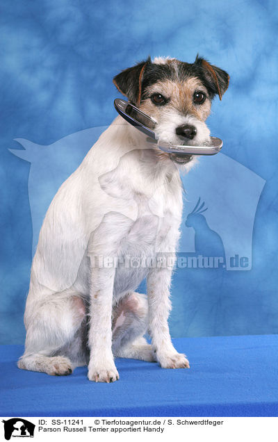 Parson Russell Terrier apportiert Handy / SS-11241