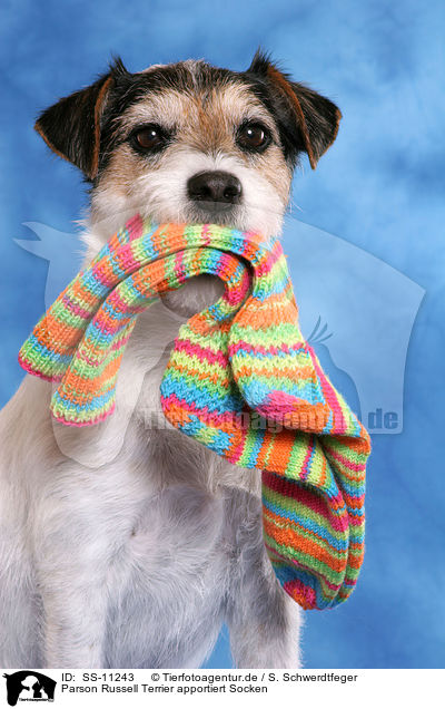 Parson Russell Terrier apportiert Socken / SS-11243