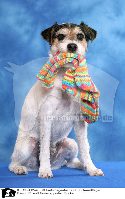 Parson Russell Terrier apportiert Socken / SS-11244