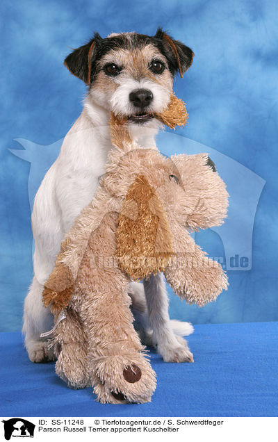 Parson Russell Terrier apportiert Kuscheltier / SS-11248