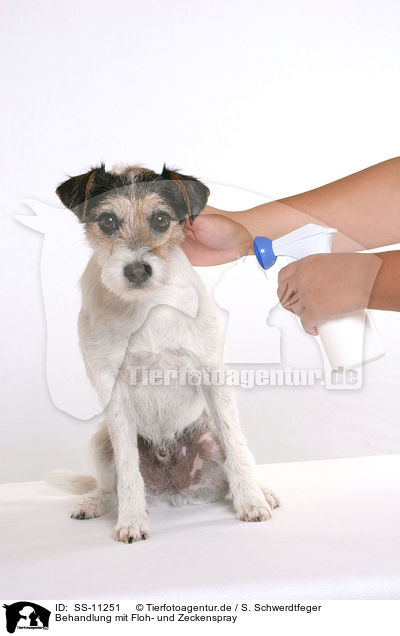 Behandlung mit Floh- und Zeckenspray / Parson Russell Terrier gets spray against fleas and ticks / SS-11251