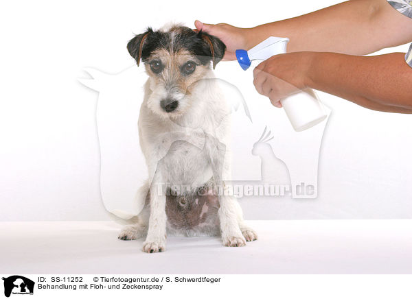 Behandlung mit Floh- und Zeckenspray / Parson Russell Terrier gets spray against fleas and ticks / SS-11252