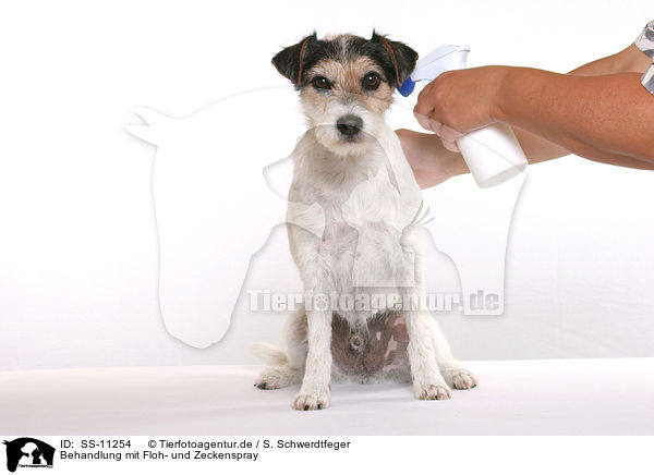 Behandlung mit Floh- und Zeckenspray / Parson Russell Terrier gets spray against fleas and ticks / SS-11254
