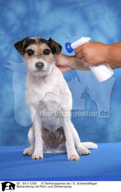 Behandlung mit Floh- und Zeckenspray / Parson Russell Terrier gets spray against fleas and ticks / SS-11255