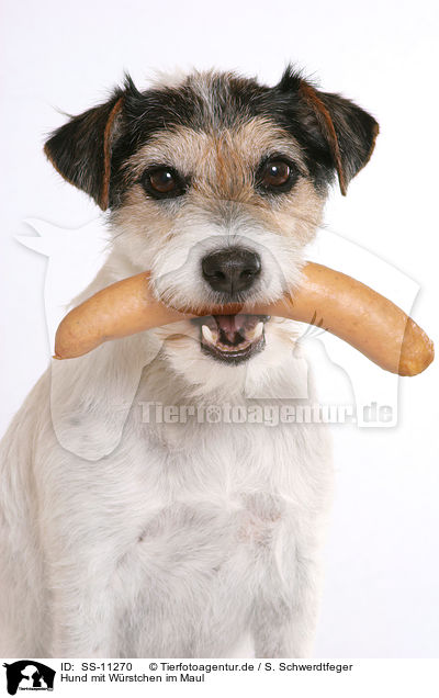 Hund mit Wrstchen im Maul / dog with sausage in mouth / SS-11270