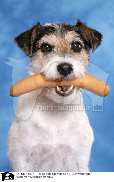 Hund mit Wrstchen im Maul / dog with sausage in mouth / SS-11274