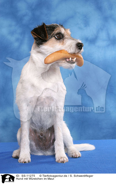 Hund mit Wrstchen im Maul / dog with sausage in mouth / SS-11275