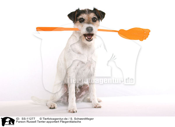 Parson Russell Terrier apportiert Fliegenklatsche / dog fetches flyswatter / SS-11277