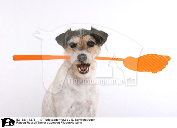Parson Russell Terrier apportiert Fliegenklatsche / dog fetches flyswatter / SS-11278