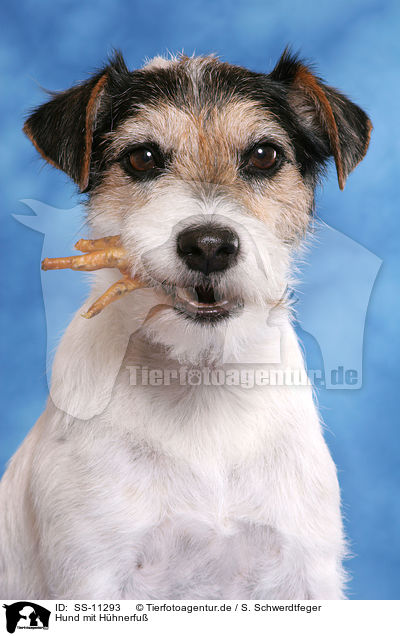 Hund mit Hhnerfu / dog with food in mouth / SS-11293