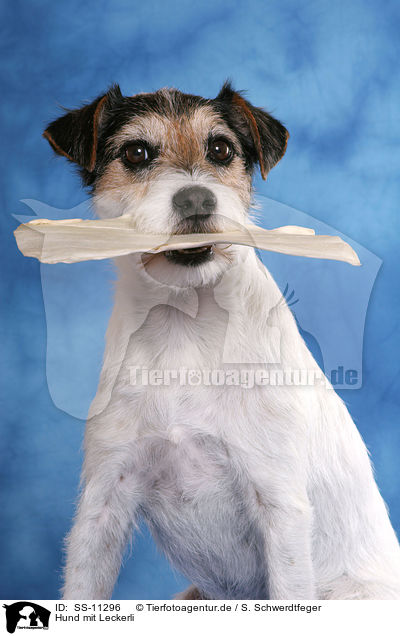 Hund mit Leckerli / dog with food in mouth / SS-11296