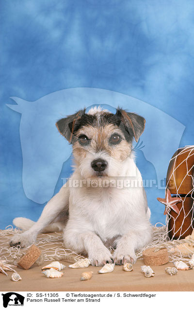 Parson Russell Terrier am Strand / Parson Russell Terrier on beach / SS-11305