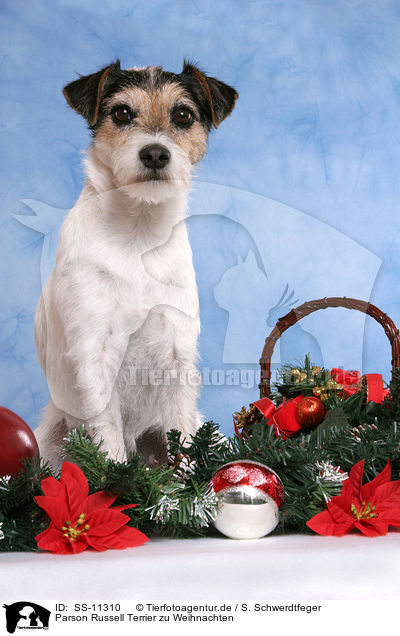 Parson Russell Terrier zu Weihnachten / Parson Russell Terrier at christmas / SS-11310