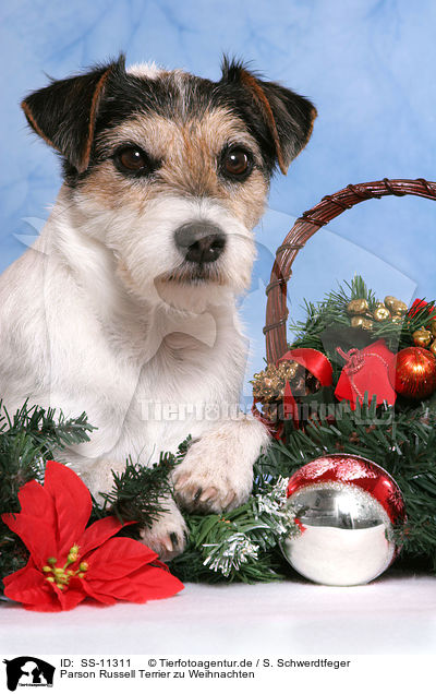 Parson Russell Terrier zu Weihnachten / Parson Russell Terrier at christmas / SS-11311