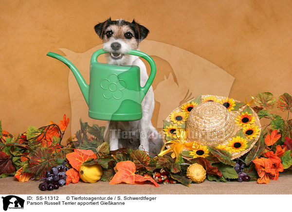 Parson Russell Terrier apportiert Giekanne / Parson Russell Terrier fetches watering pot / SS-11312