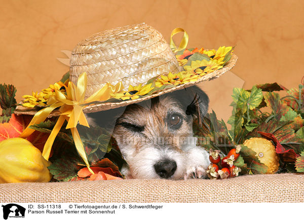 Parson Russell Terrier mit Sonnenhut / Parson Russell Terrier with sun hat / SS-11318