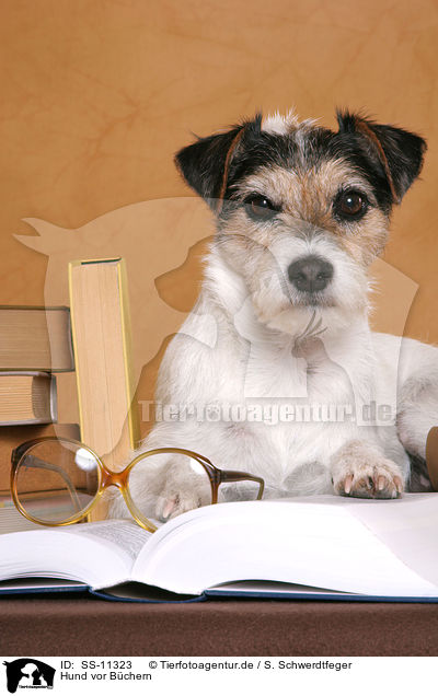 Hund vor Bchern / dog with books / SS-11323