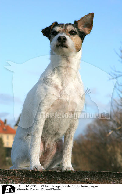 sitzender Parson Russell Terrier / sitting Parson Russell Terrier / SS-12331