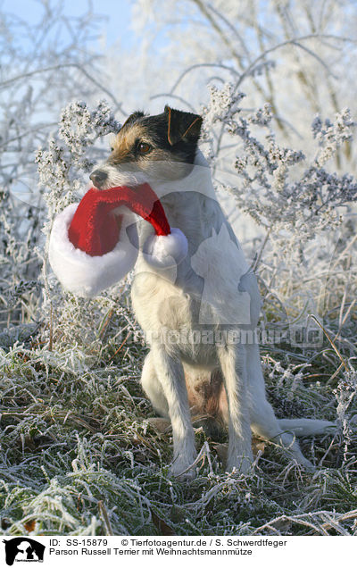 Parson Russell Terrier mit Weihnachtsmannmtze / Parson Russell Terrier with christmas cap / SS-15879