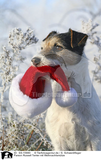 Parson Russell Terrier mit Weihnachtsmtze / Parson Russell Terrier with christmas cap / SS-15880