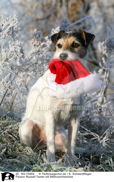Parson Russell Terrier mit Weihnachtsmtze / Parson Russell Terrier with christmas cap / SS-15882