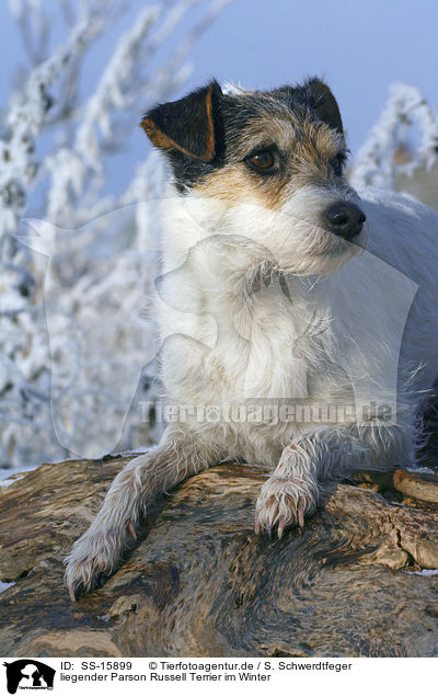 liegender Parson Russell Terrier im Winter / lying Parson Russell Terrier in winter / SS-15899