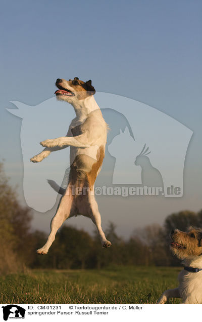 springender Parson Russell Terrier / jumping Parson Russell Terrier / CM-01231