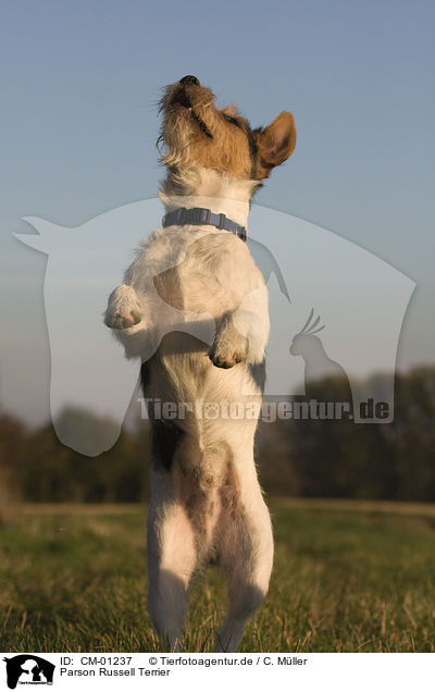 Parson Russell Terrier / Parson Russell Terrier / CM-01237
