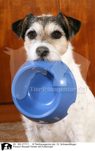 Parson Russell Terrier mit Futternapf / Parson Russell Terrier with food bowl / SS-17711