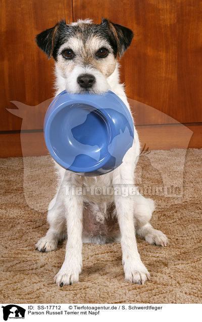 Parson Russell Terrier mit Napf / Parson Russell Terrier with food bowl / SS-17712