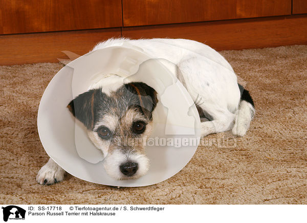 Parson Russell Terrier mit Halskrause / SS-17718