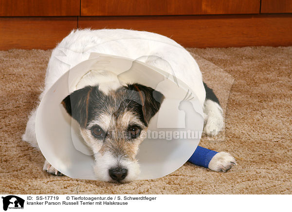 kranker Parson Russell Terrier mit Halskrause / SS-17719