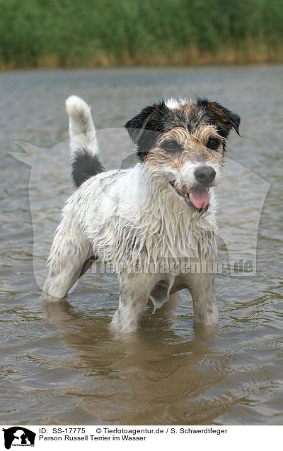 Parson Russell Terrier im Wasser / Parson Russell Terrier in the water / SS-17775