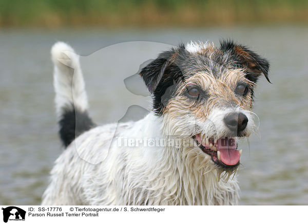 Parson Russell Terrier Portrait / Parson Russell Terrier Portrait / SS-17776