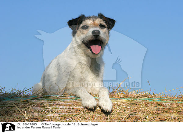 liegender Parson Russell Terrier / lying Parson Russell Terrier / SS-17803