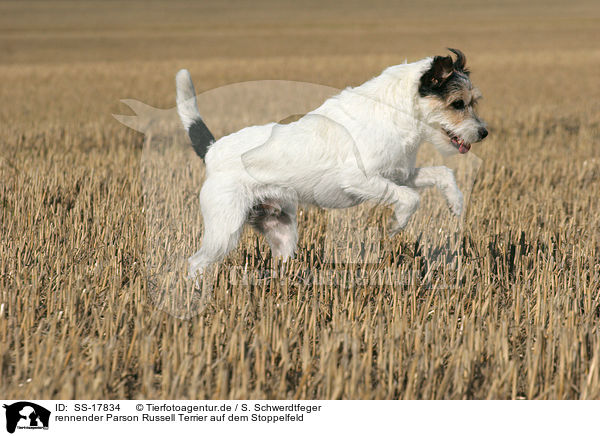 rennender Parson Russell Terrier auf dem Stoppelfeld / running Parson Russell Terrier at stubblefield / SS-17834