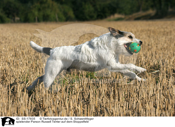 spielender Parson Russell Terrier auf dem Stoppelfeld / playing Parson Russell Terrier at stubblefield / SS-17835