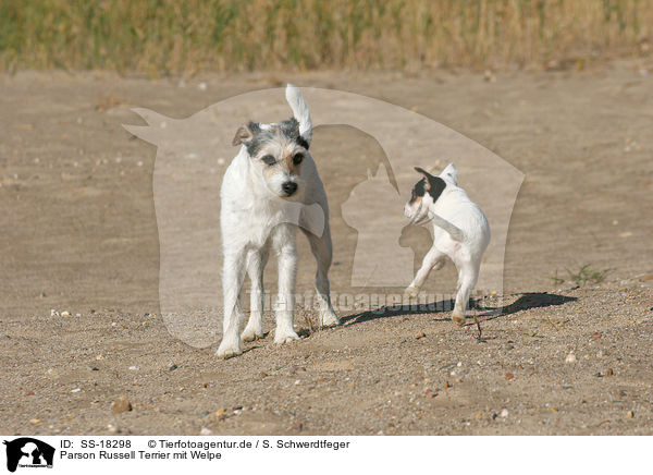 Parson Russell Terrier mit Welpe / Parson Russell Terrier with puppy / SS-18298