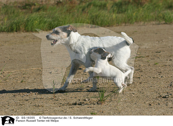Parson Russell Terrier mit Welpe / Parson Russell Terrier with puppy / SS-18355