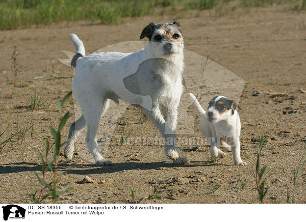 Parson Russell Terrier mit Welpe / Parson Russell Terrier with puppy / SS-18356