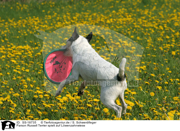 Parson Russell Terrier spielt auf Lwenzahnwiese / SS-18735