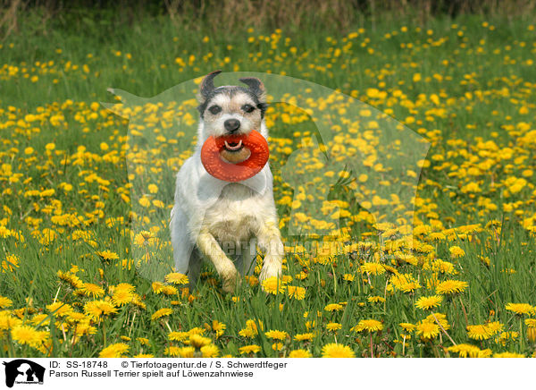 Parson Russell Terrier spielt auf Lwenzahnwiese / Parson Russell Terrier plays in dandelion / SS-18748