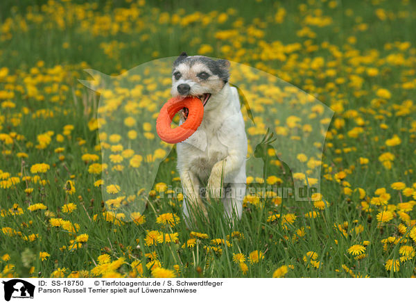 Parson Russell Terrier spielt auf Lwenzahnwiese / Parson Russell Terrier plays in dandelion / SS-18750