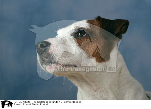 Parson Russell Terrier Portrait / Parson Russell Terrier Portrait / SS-18826