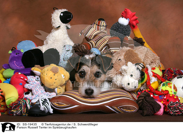Parson Russell Terrier im Spielzeughaufen / Parson Russell Terrier with toys / SS-19435