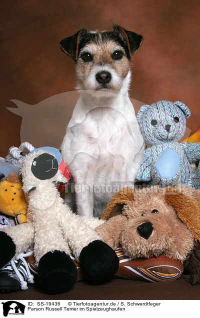 Parson Russell Terrier im Spielzeughaufen / Parson Russell Terrier with toys / SS-19436